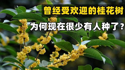 門口桂花風水|家裡種桂花樹在風水上有什麼講究？這些禁忌要注意！。